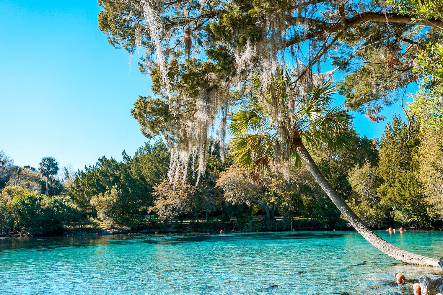 Silver Glen Springs in Florida