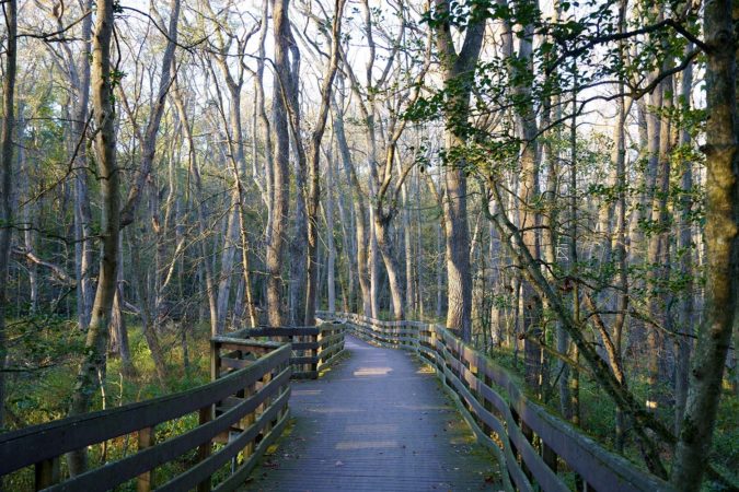 Sun shining through the trees on the boardwalk in Trap Pond State Park, Delaware, USA