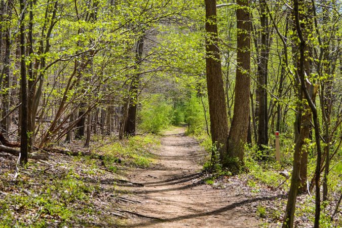 Trail through the woods along the Brandywine creek in Delaware, USA