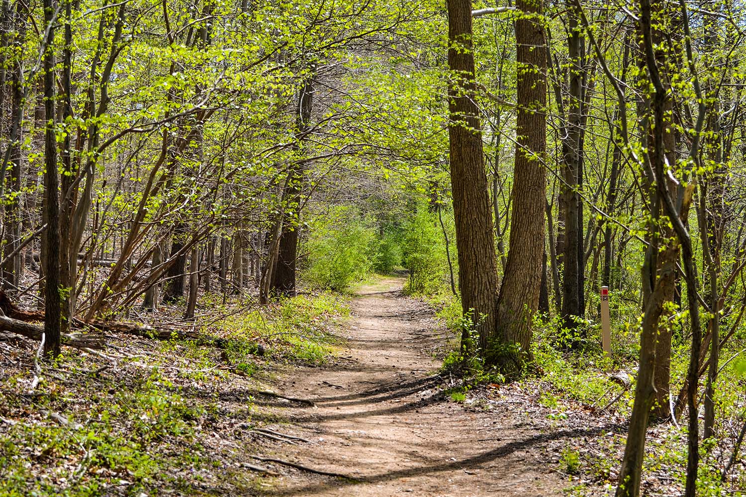 Trail through the woods along the Brandywine creek in Delaware, USA