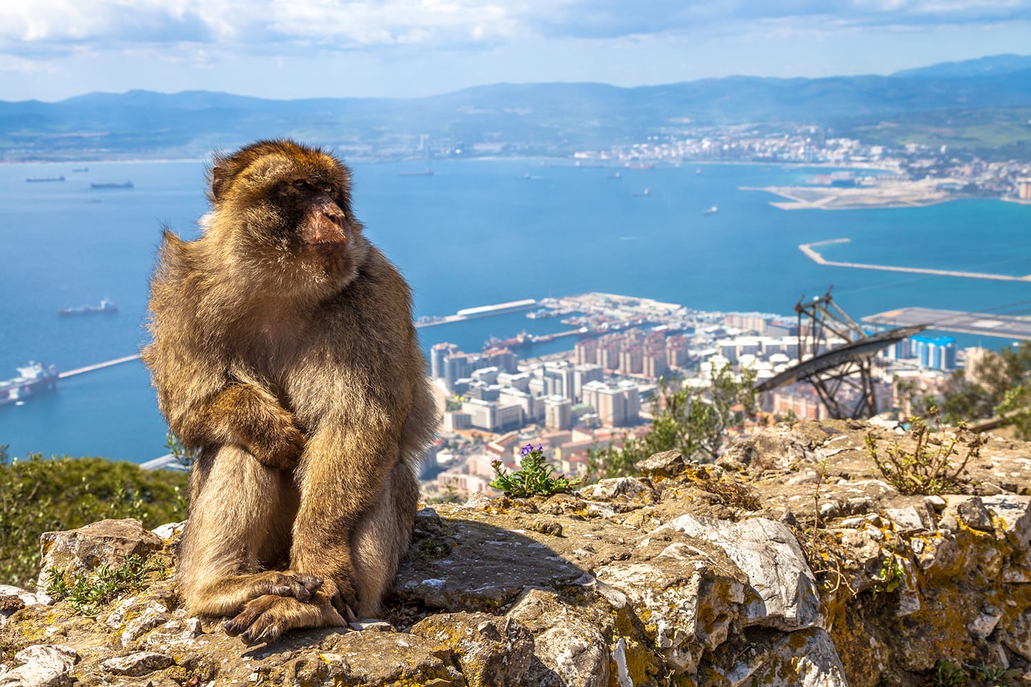 Close up of a wild macaque or Gibraltar monkey, one of the most famous attractions of the British overseas territory.