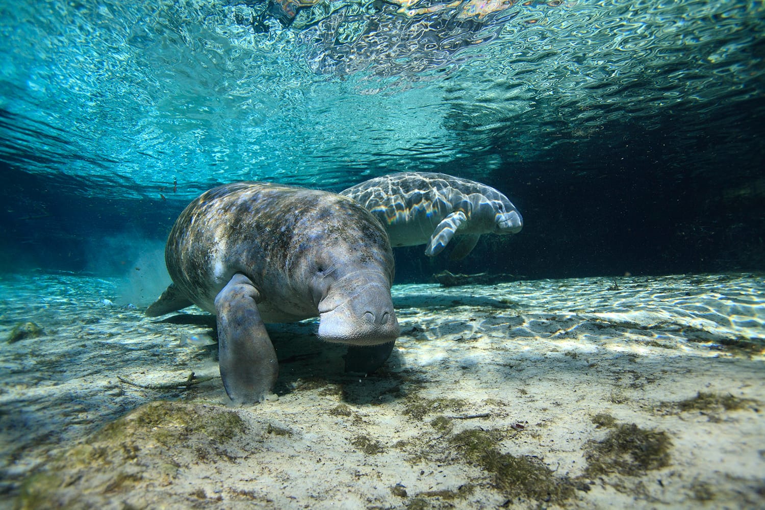Manatee at Crystal River, Florida ,USA