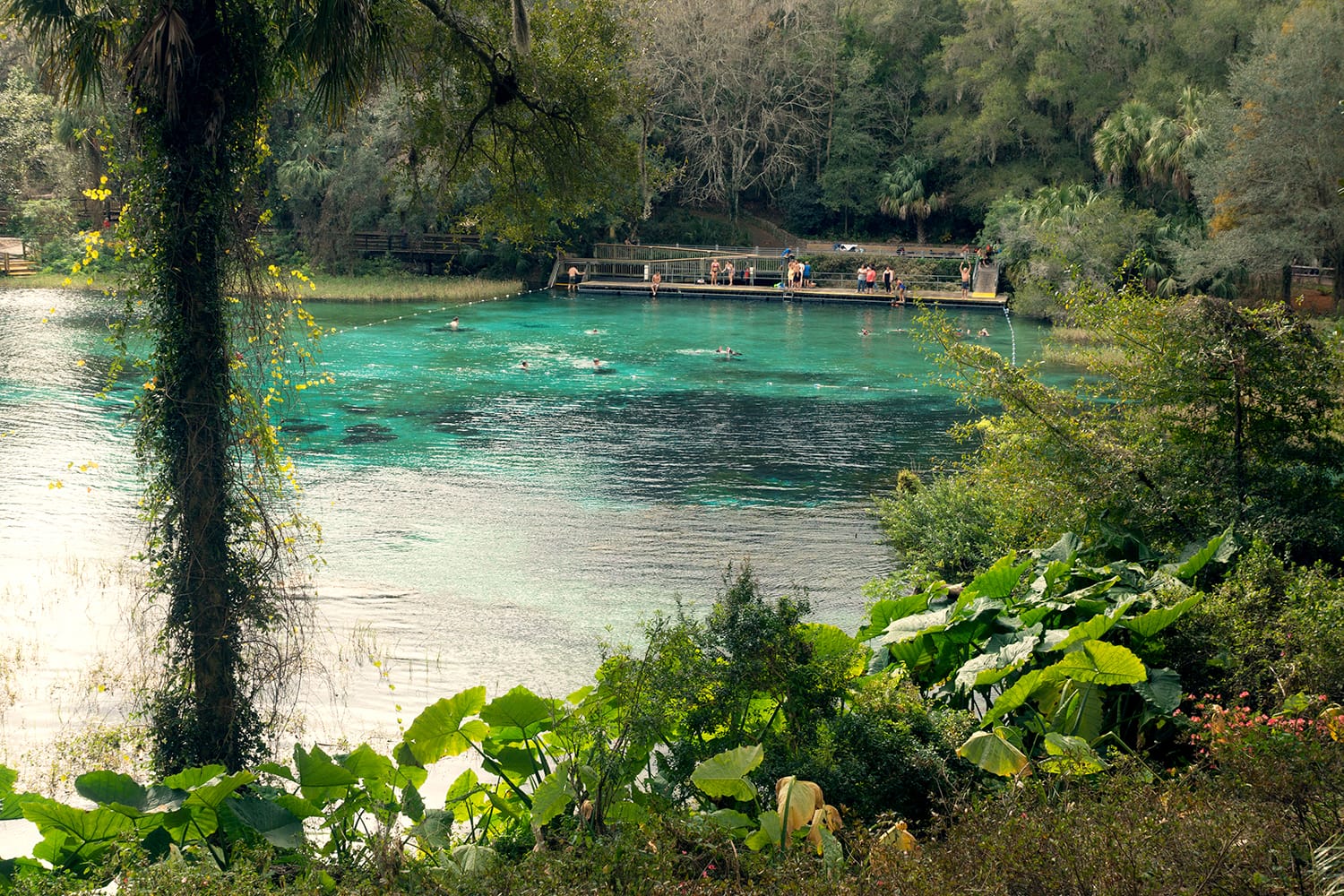 Rainbow Springs State Park, Florida, USA