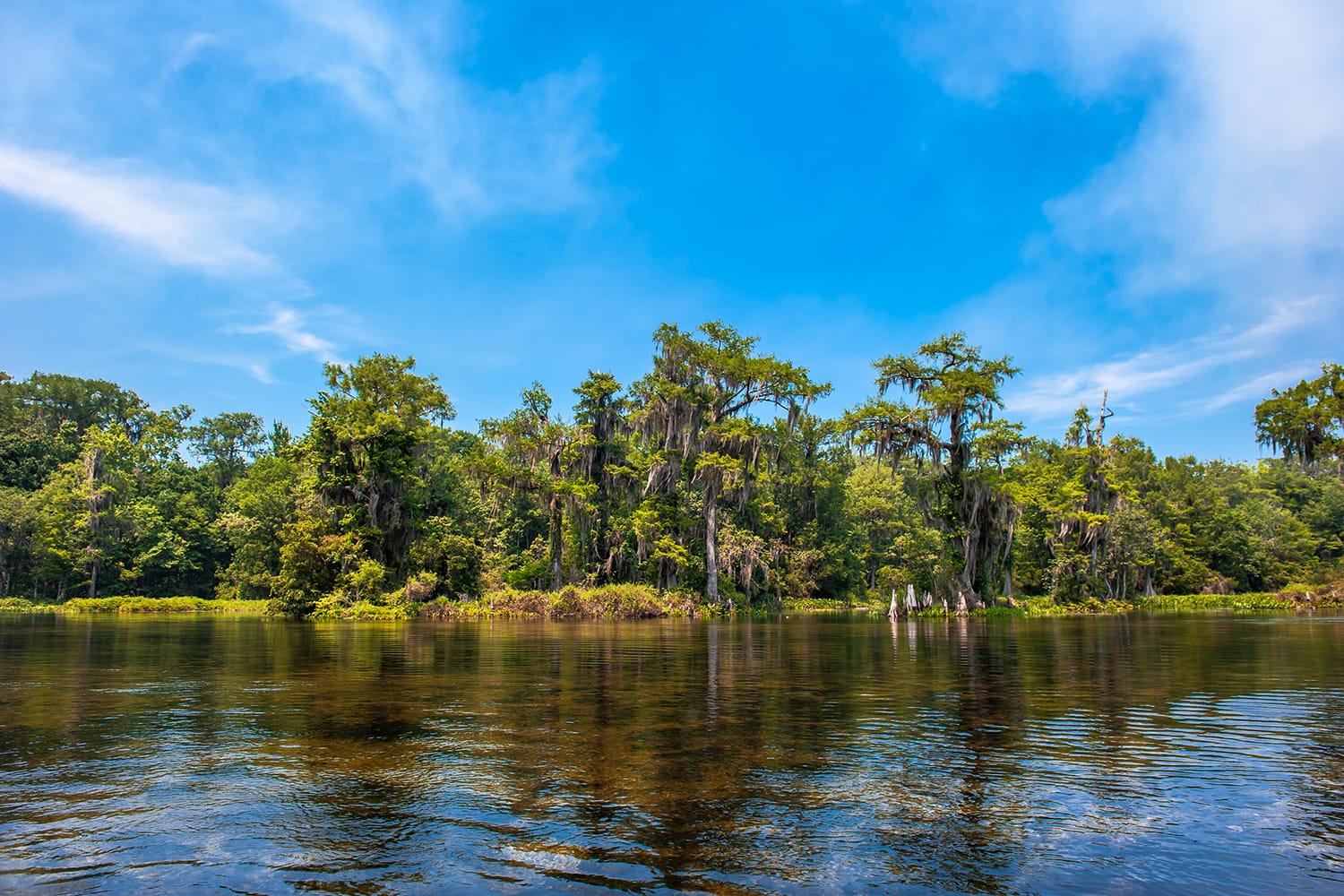 Beautiful and mysterious Wakulla spring state park Florida. Tillansia Spanish Moss, The filming location "Tazan"