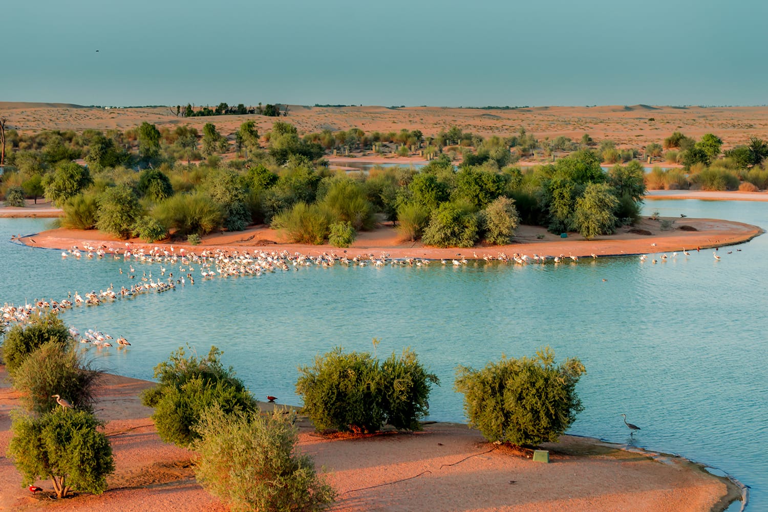 Al Qudra Lake in Dubai