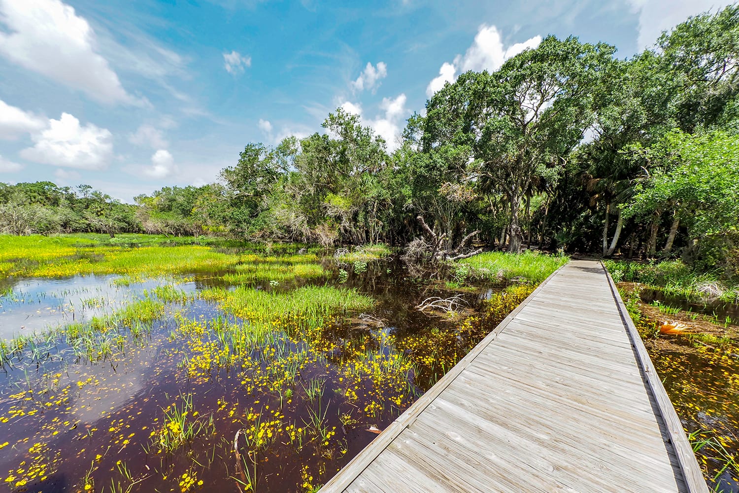 Braodwalk across wetlands in The William S Boylston Nature Trail in Myakka River State Park