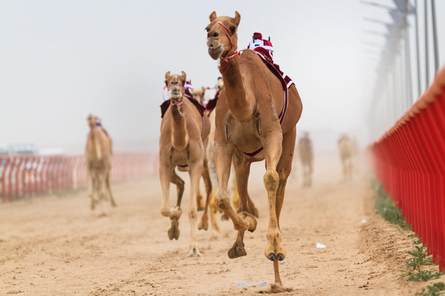 International Camel Racing Festival
