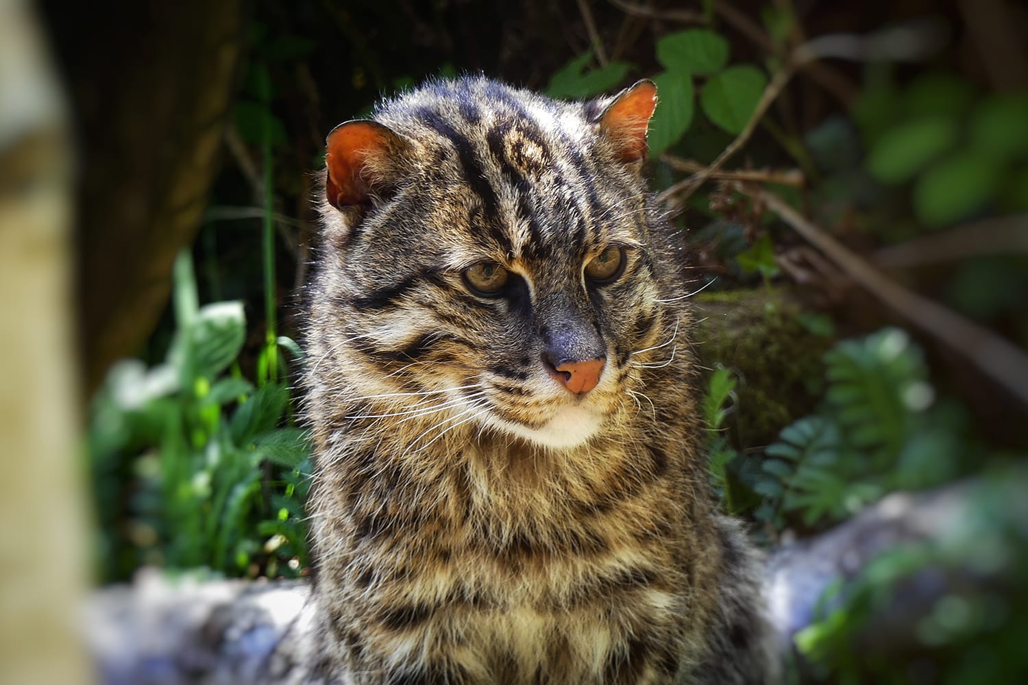 Fishing Cat at Curraghs Wildlife Park, Isle of Man