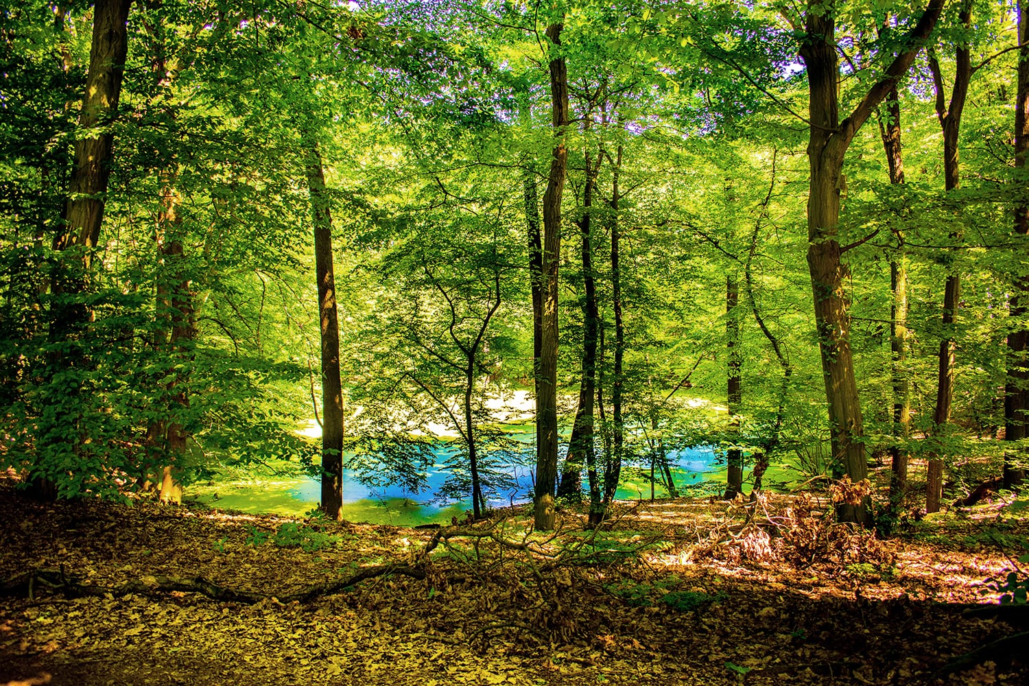 Morasko Meteorite Nature Reserve in Poznan, Poland