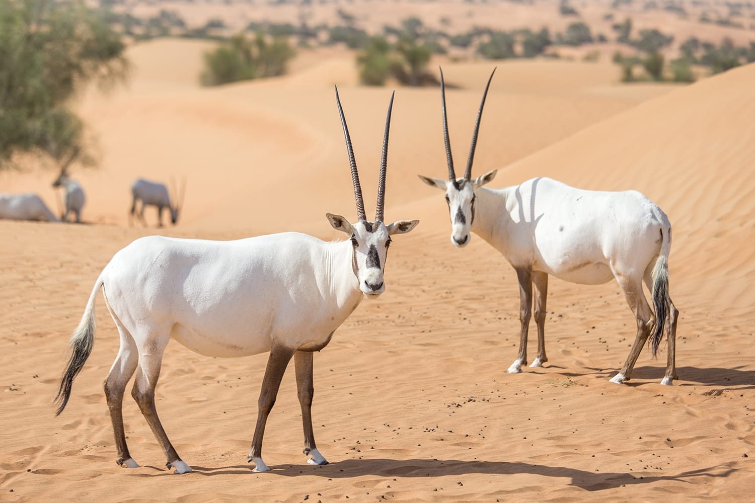 Endangered Arabian Oryxes in Dubai Desert