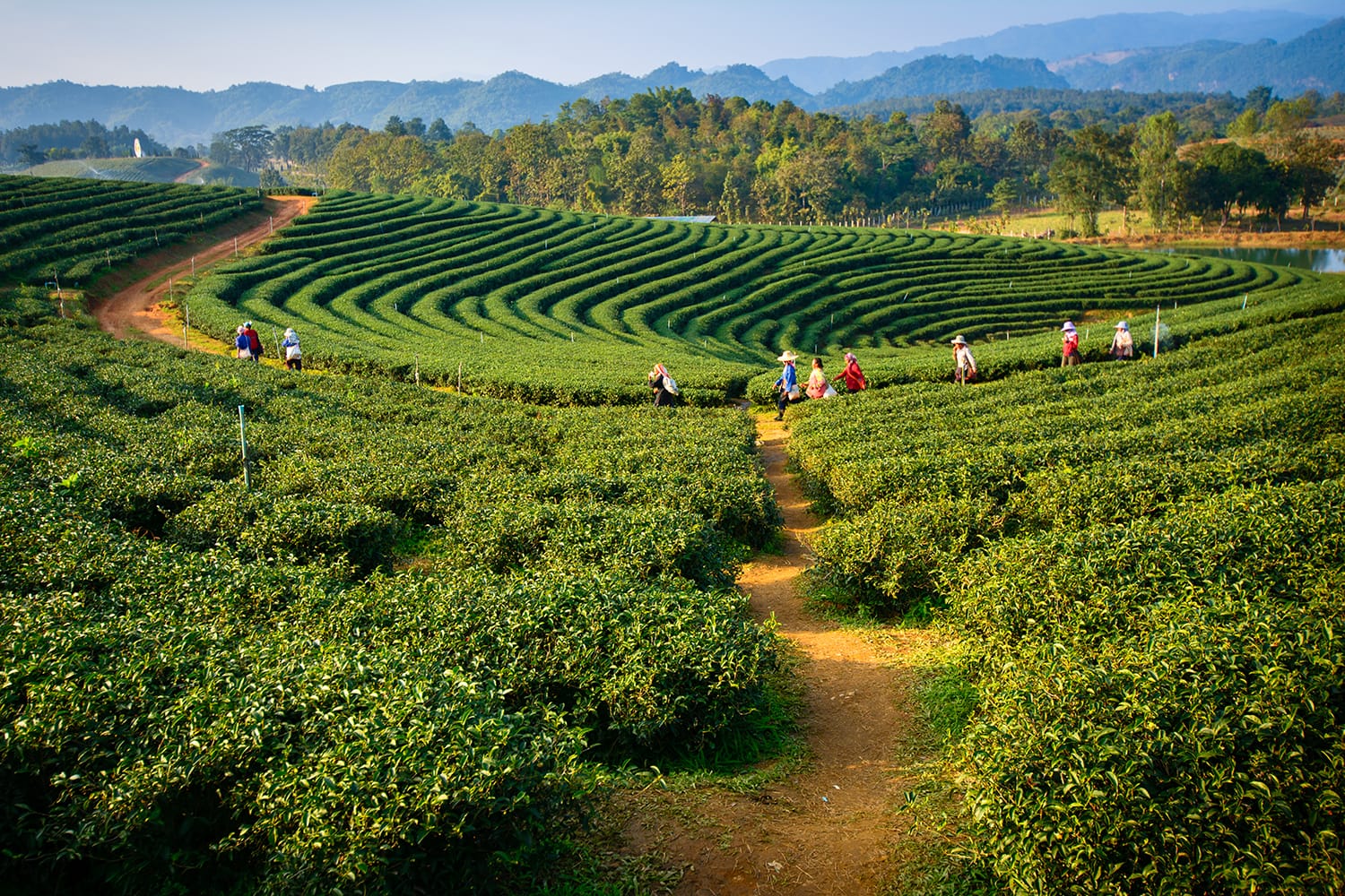 tea plantation