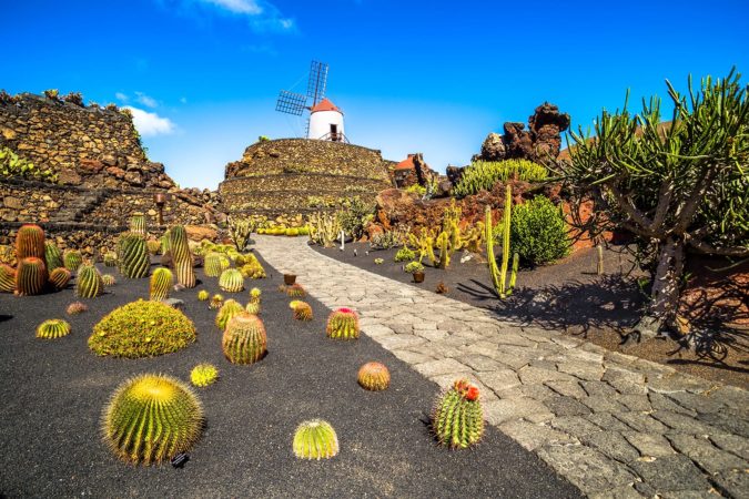 Tropical cactus garden in Guatiza village, Lanzarote, Canary Islands, Spain
