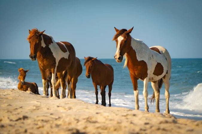 Wild Horses on the beach on Assateague Island in Maryland