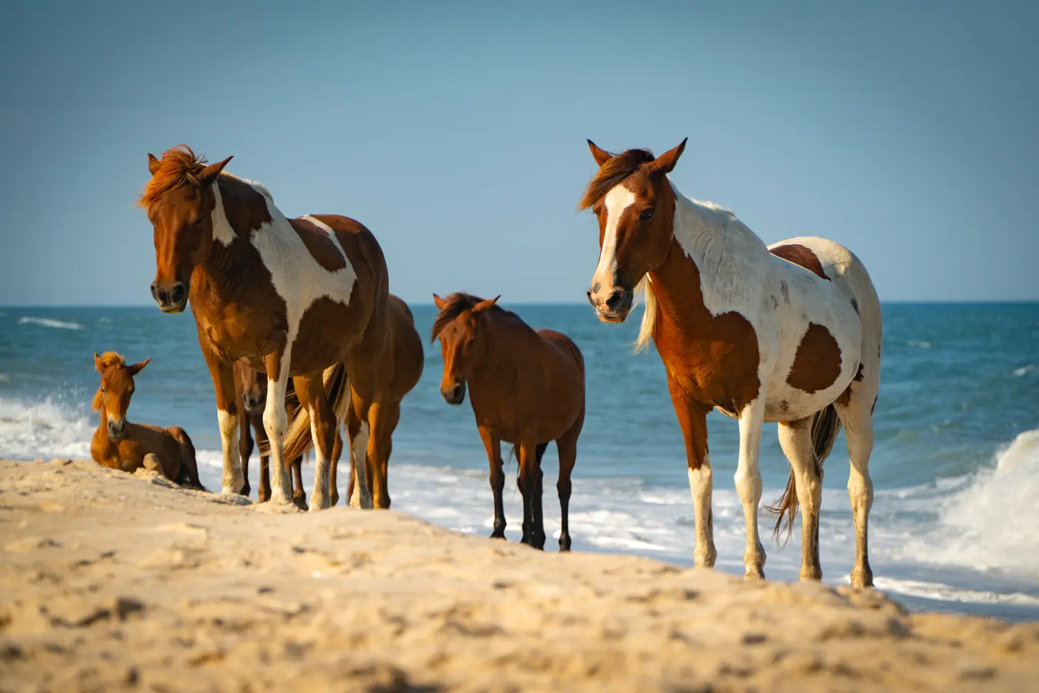 Wild Horses on the beach on Assateague Island in Maryland