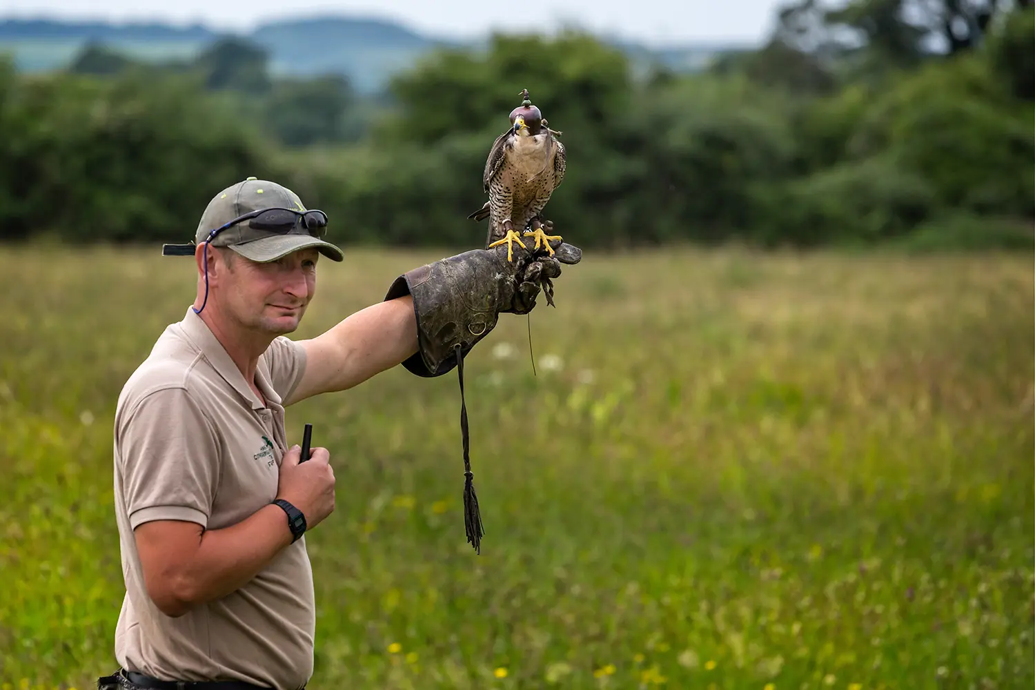 Close up of Peregrine Falcon with hood on arm of keeper waiting to be flown - falconry. Taken at Hawk Conservancy, Andover, Hampshire, UK