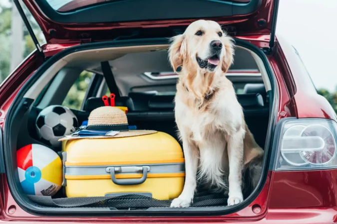 Dog sitting in car trunk with luggage