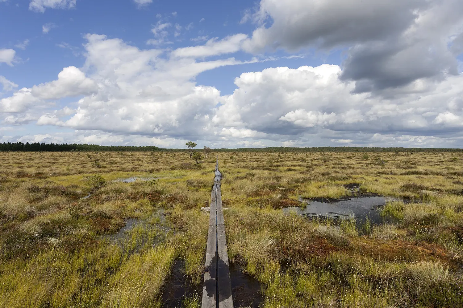 Boardwalk through moorland, raised bog and wetland Store Mosse National Park, Smaland, Sweden, Europe