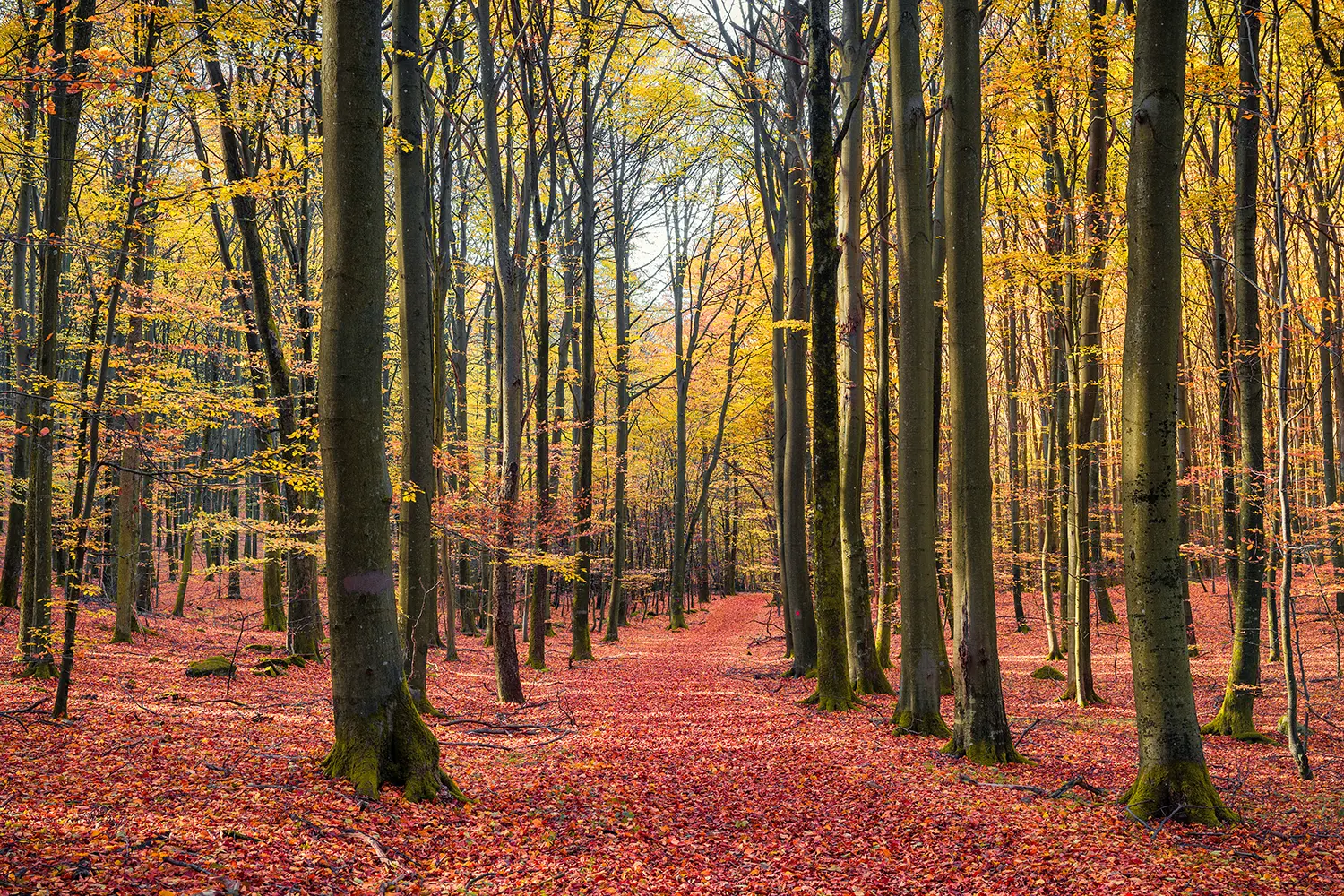 Beech forest during fallseason in Söderåsen, Sweden.