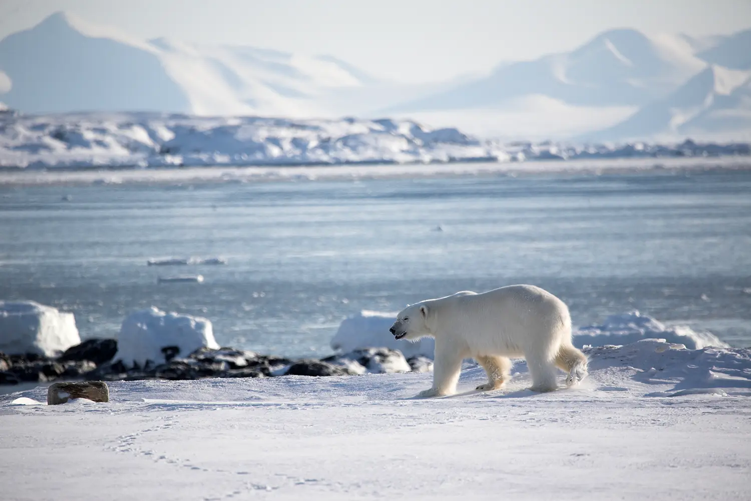 Polar bear at Sør-Spitsbergen National Park