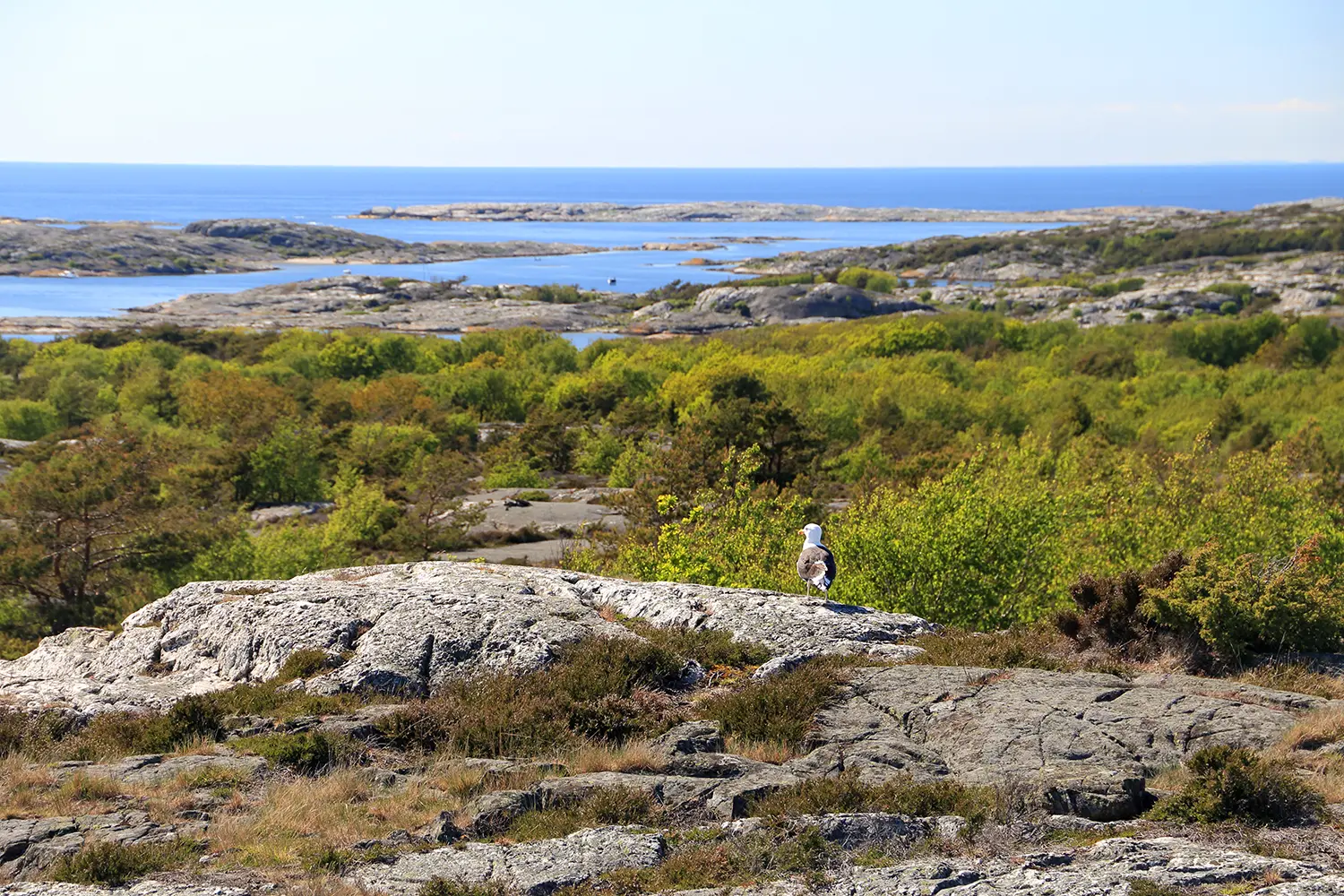 A seagull in the Kosterhavets national park, Sweden