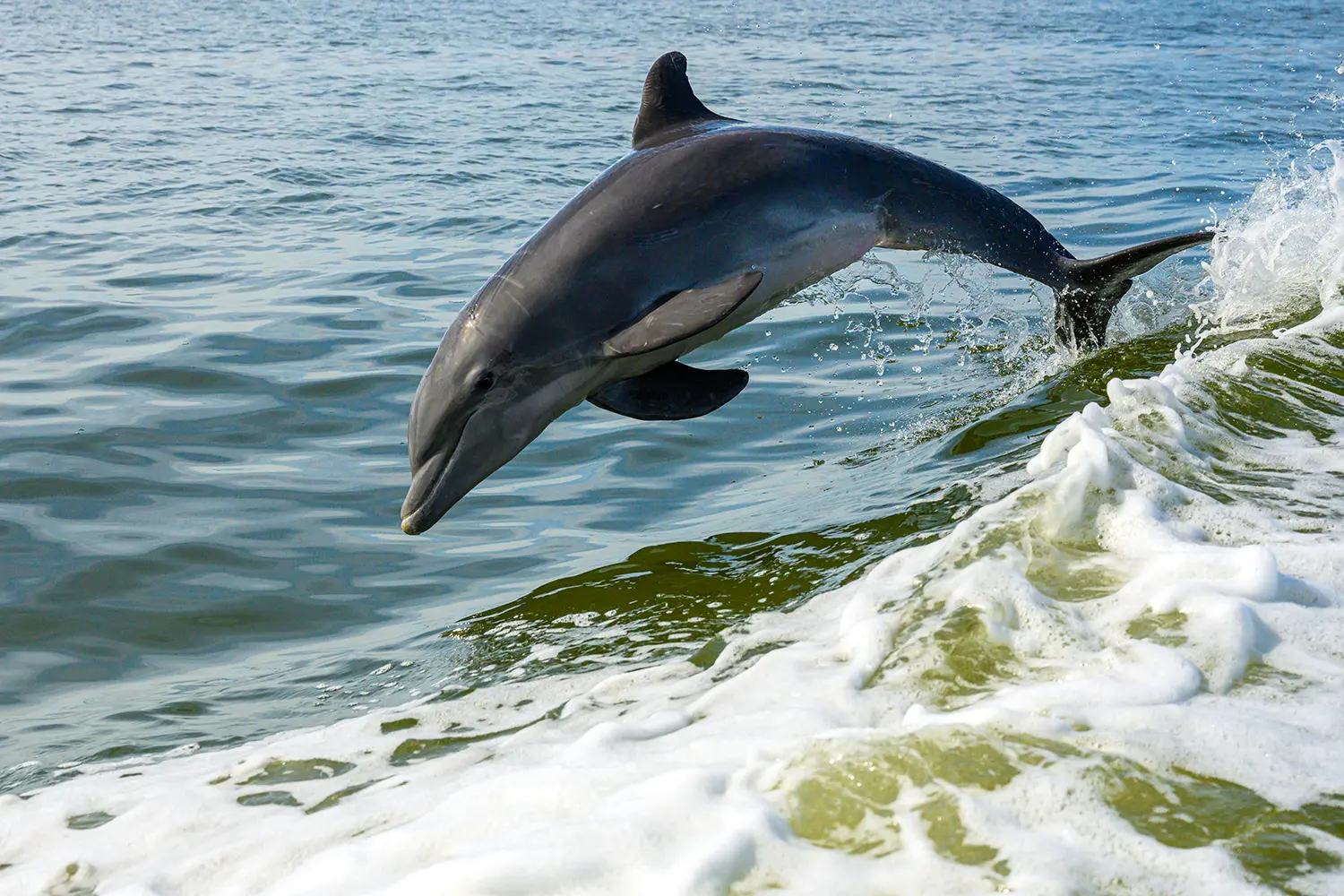 Dolphin Breaches While Surfing Wake alongside boat