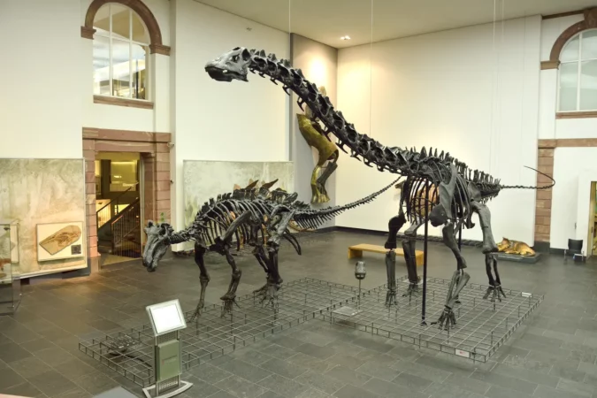 Interior view of Senckenberg Museum in Frankfurt, Germany