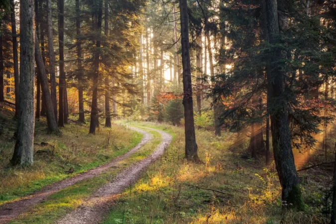 Trail in the Black Forest in Germany