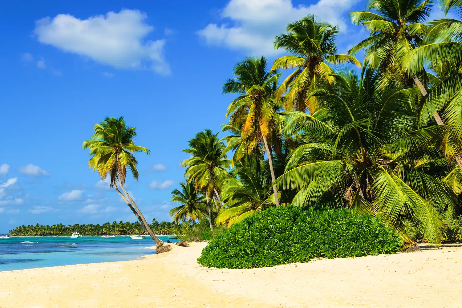 Amazing tropical beach with palm tree