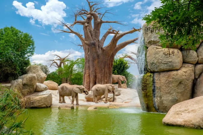 Groups of elephants at the Bioparc in Valencia, Spain