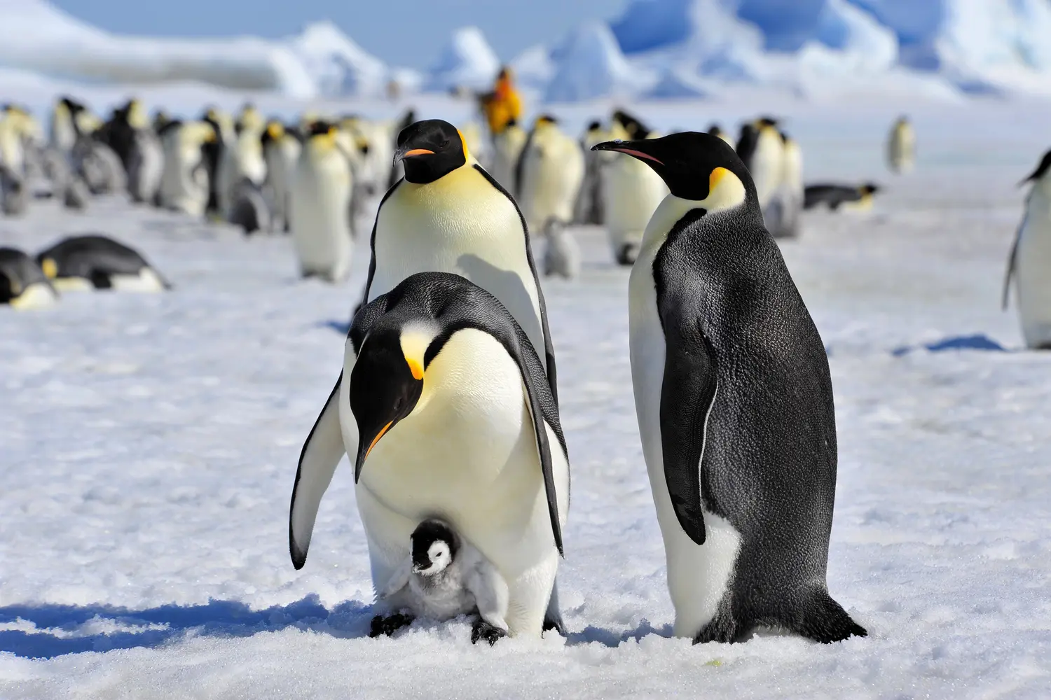 Emperor Penguins on Snow Hill Island in Antarctica
