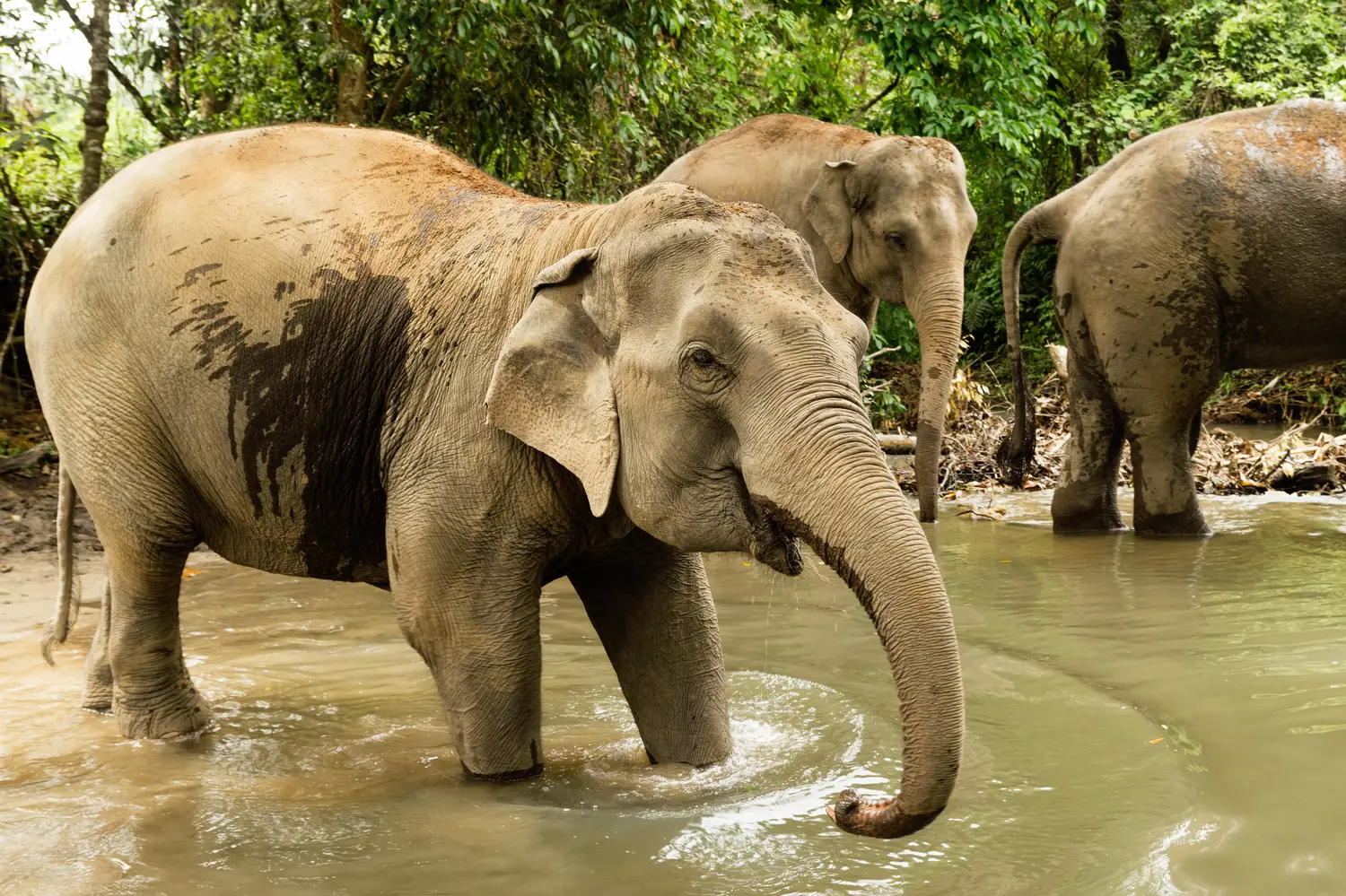 Group of elephants bathing in a pond in the rainforest