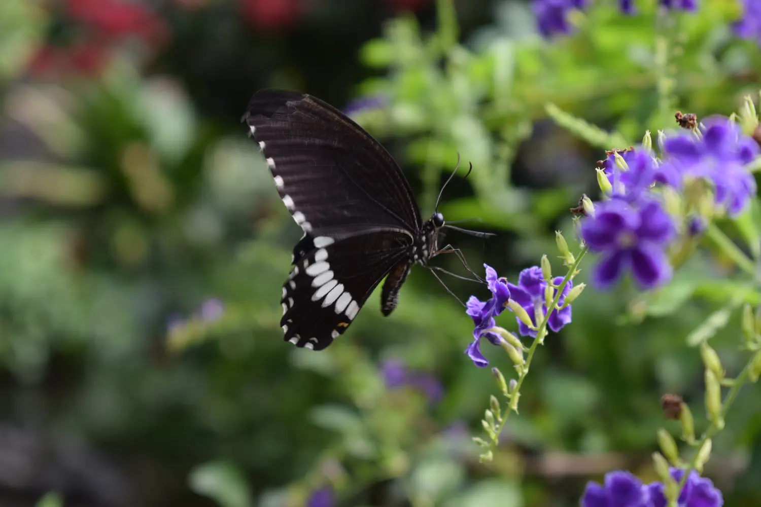 Colorful butterfly with beautiful colours in the Butterfly Farm in Palm Beach on Aruba