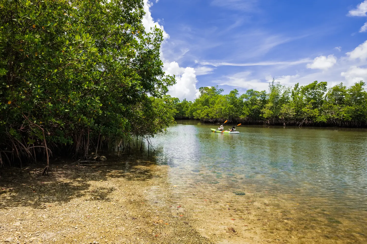 Scenic view of kayakers enjoying the mangrove swamp along the bay in Oleta River State Park in North Miami Beach.