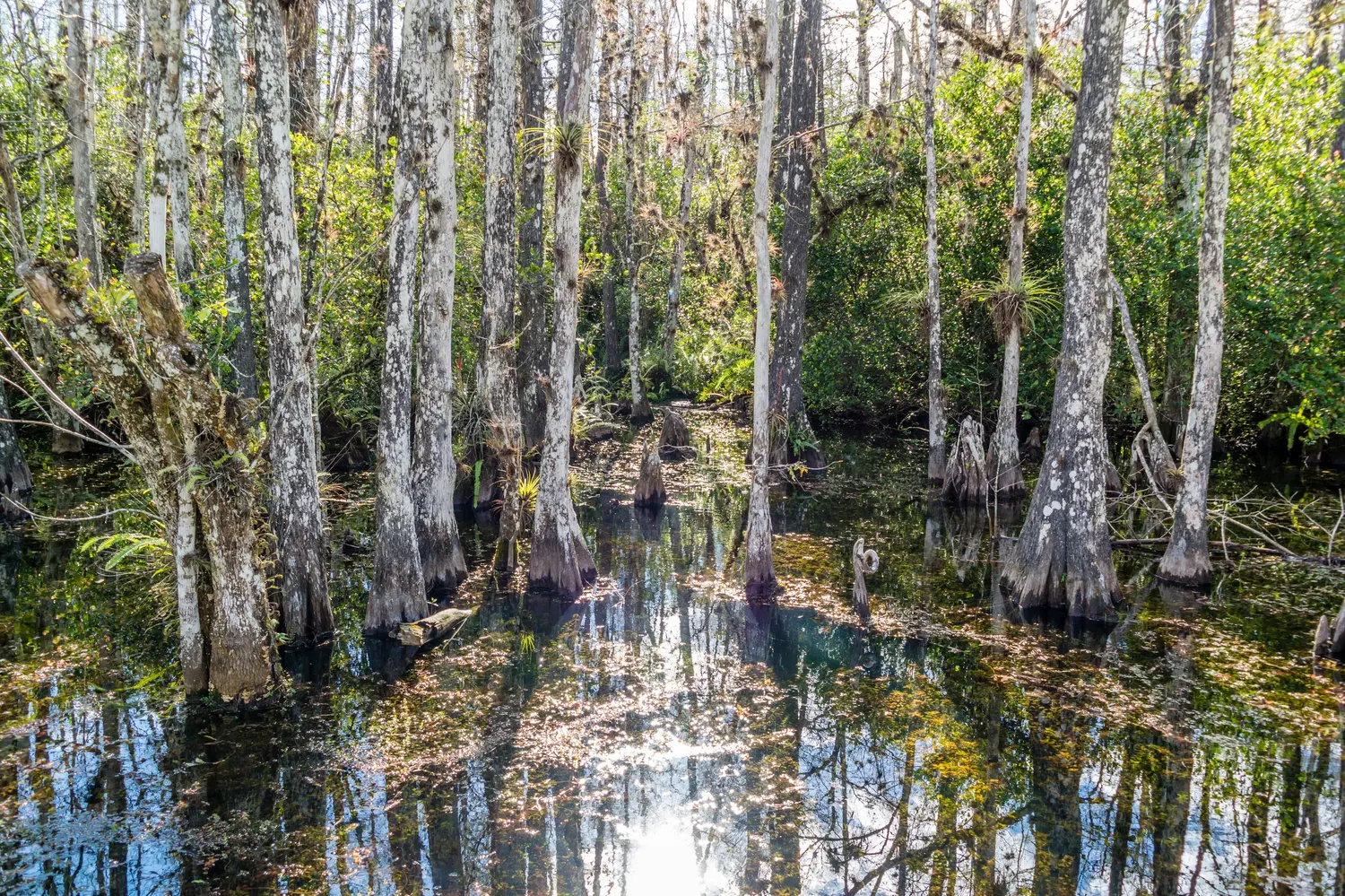 Big Cypress National Preserve in Florida