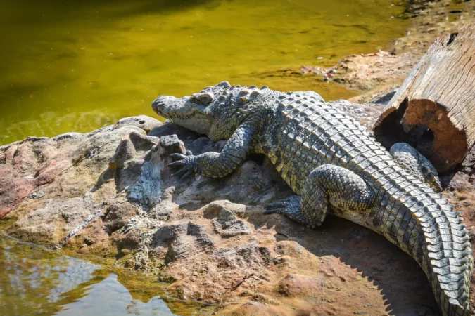 Crocodile Adventureland Langkawi