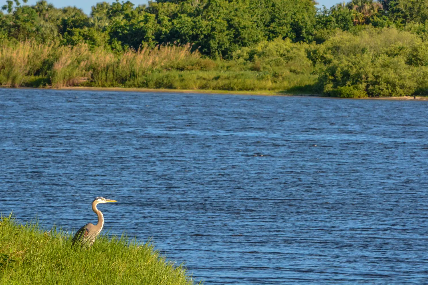 Great Blue Heron looking over Lake Okeechobee in Florida USA
