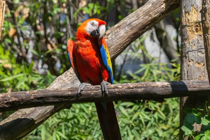 Red scarlet macaw parrot