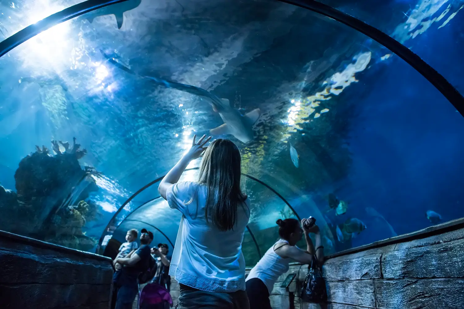 Tunnel at the Malta National Aquarium