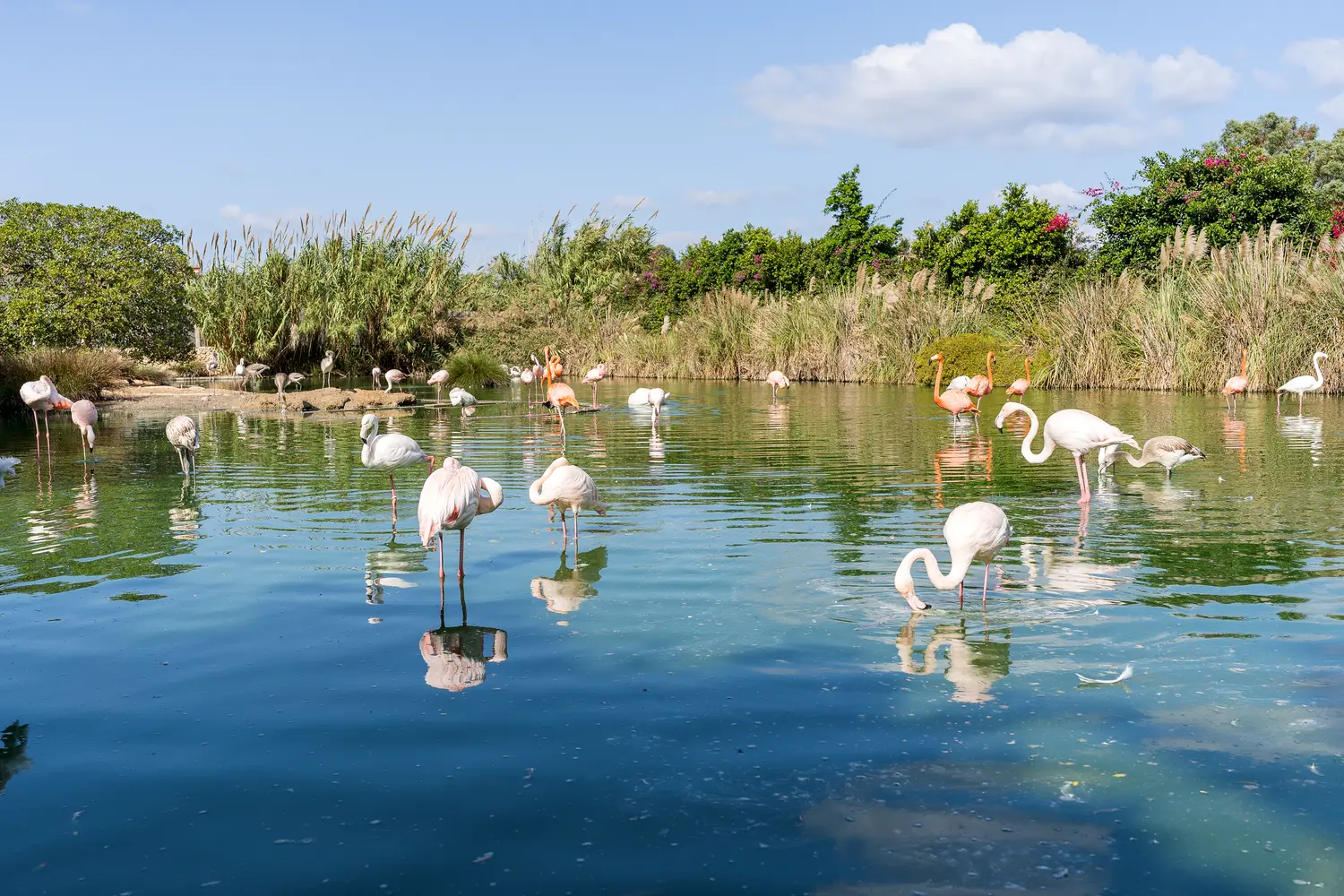 Flamingos at the Bird Park Malta