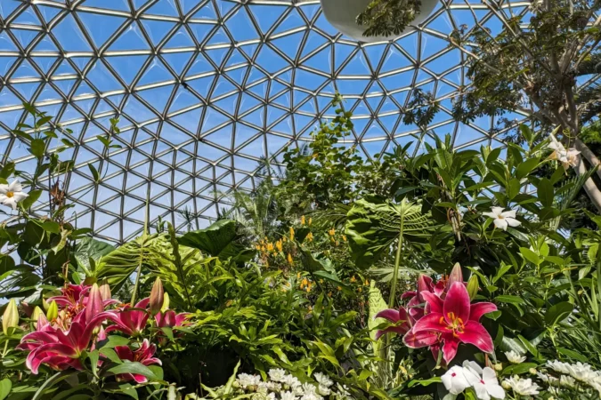 Tropical flowers in the Bloedel Conservatory, Queen Elizabeth Park in Vancouver, Canada