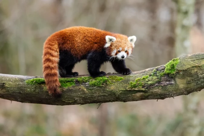 Red panda at zoo