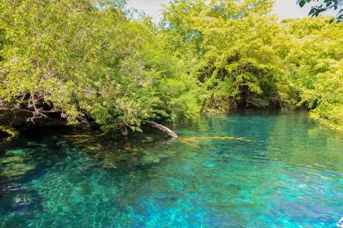 Tropical lake with clear water in natural forest of Indigenous Eyes Ecological Park and Reserve near Punta Cana, Dominican