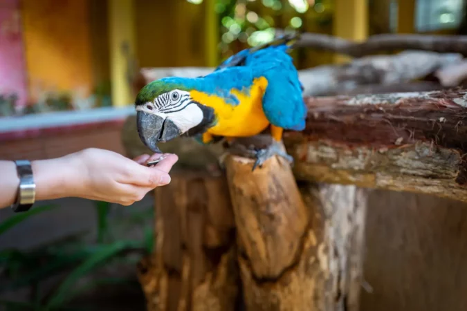 Parrot at Langkawi Wildlife Park