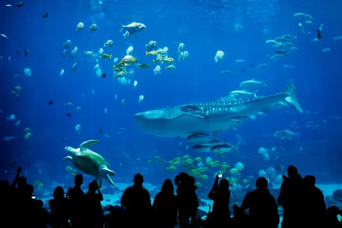 Georgia Aquarium in Atlanta, GA