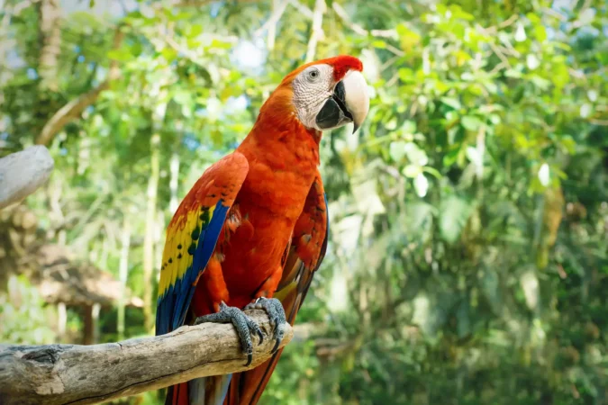 Red macaw in Copan Ruinas, Macaw Mountain, Honduras