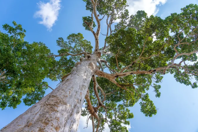 Yang Na Yai tree on Koh Phangan, Thailand