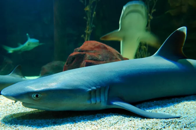Sharks in aquarium at under world park Langkawi, Malaysia