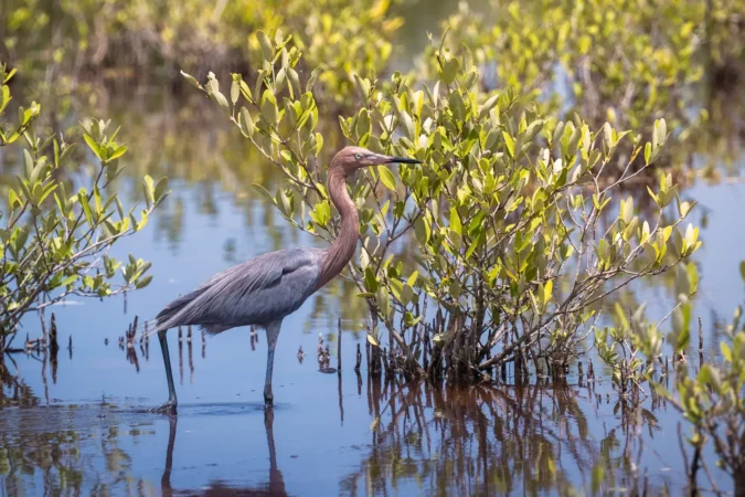Reddish Egret walking on the water. at Cienaga de Zapata in Cuba.