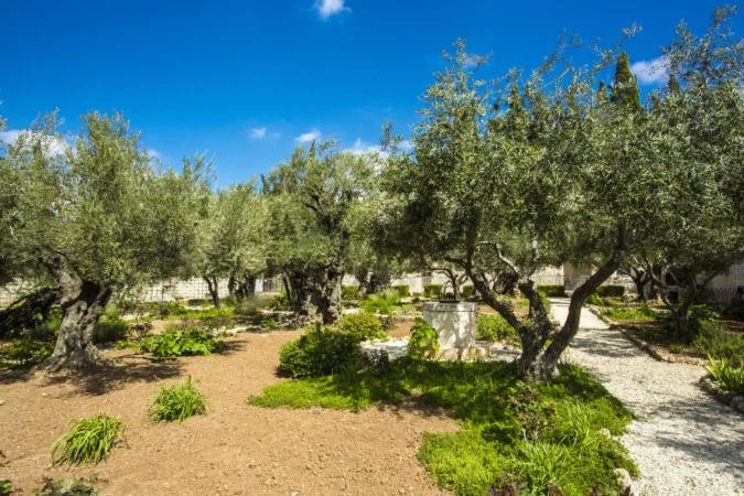 Garden of Gethsemane, Jerusalem, Israel.