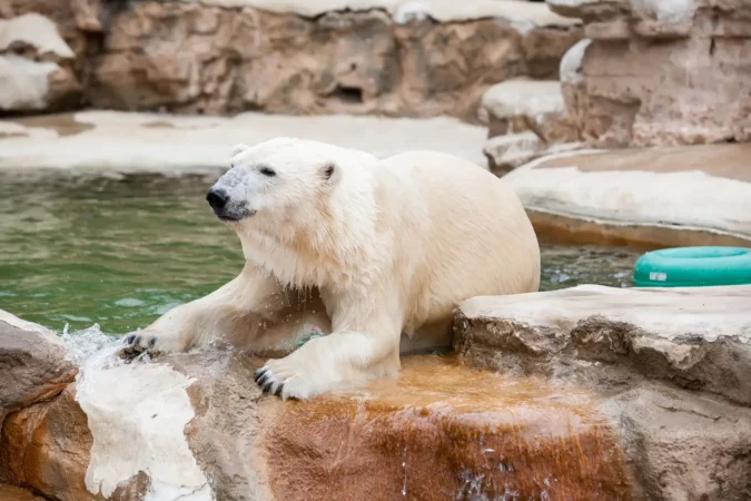 Polar Bear at the St. Louis Zoo, USA